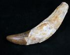 Archaeocete (Primitive Whale) Tooth - Basilosaur #11425-2